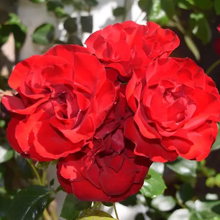 Pensjonat Arden House Harrogate